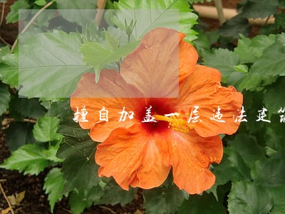 擅自加盖一层违法建筑