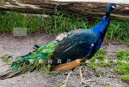 擅自拆自己家电表违法吗 擅自拆自己家电表违法吗