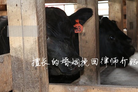 擅长的婚姻挽回律师介绍 擅长的婚姻挽回律师介绍