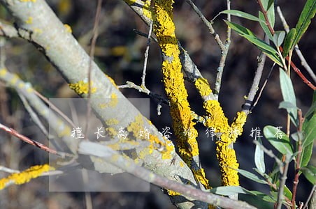 擅长离婚咨询律师推荐 擅长离婚咨询律师推荐