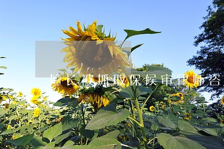 擅长被抓取保候审律师咨询热线 擅长被抓取保候审律师咨询热线
