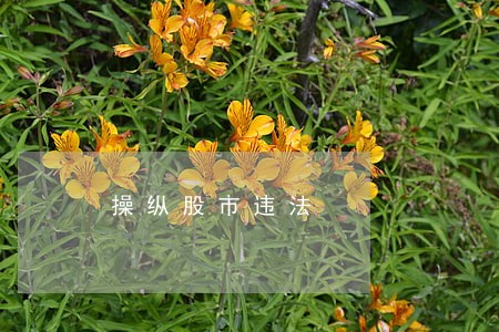操纵股市违法 操纵股市违法