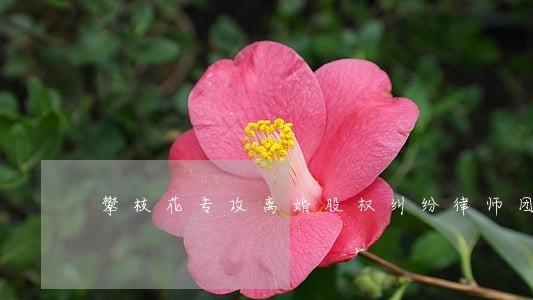 攀枝花专攻离婚股权纠纷律师团队 攀枝花专攻离婚股权纠纷律师团队