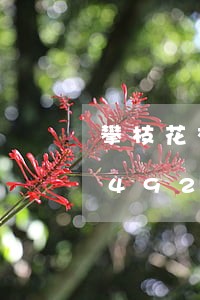 攀枝花交通违法举报平台/2023020492241 攀枝花交通违法举报平台/2023020492241