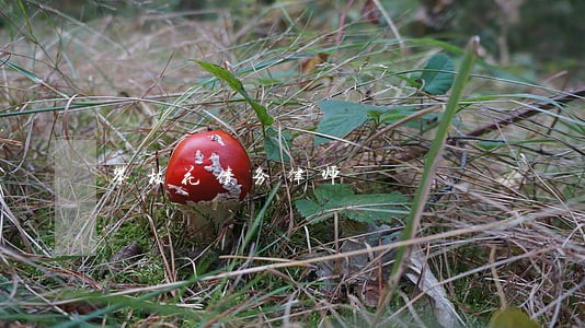 攀枝花债务律师 攀枝花债务律师