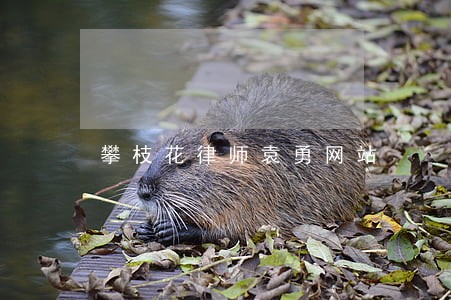 攀枝花律师袁勇网站 攀枝花律师袁勇网站