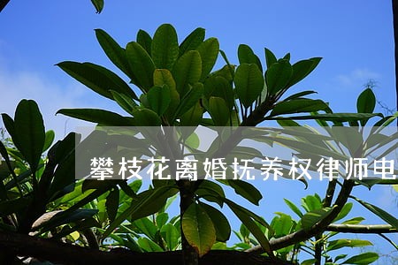 攀枝花离婚抚养权律师电话咨询