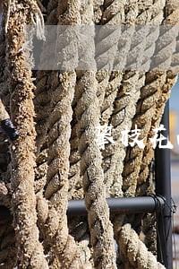 攀枝花西区刑辩律师多少钱