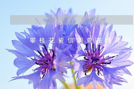 攀枝花资信调查在线律师 攀枝花资信调查在线律师