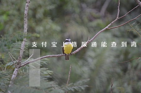 支付宝上赣服通能查到离婚证么