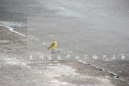 支付宝为什么不给只还本金 支付宝为什么不给只还本金