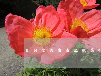 支付宝交通违法缴罚扣分 支付宝交通违法缴罚扣分