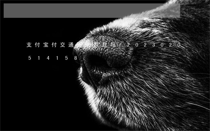 支付宝付交通违法罚款吗/2023020514158 支付宝付交通违法罚款吗/2023020514158