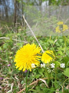 支付宝借呗可以只还本金吗 支付宝借呗可以只还本金吗