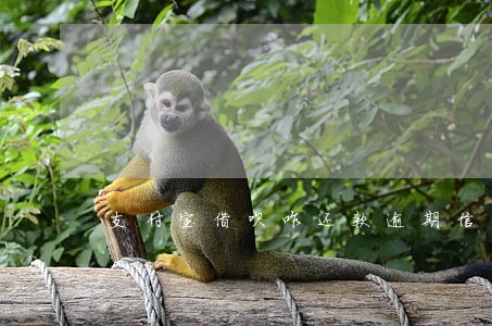 支付宝借呗咋还款逾期信用卡 支付宝借呗咋还款逾期信用卡