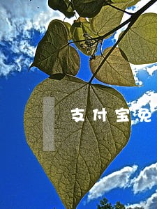 支付宝免费法律咨询的使用方法 支付宝免费法律咨询的使用方法