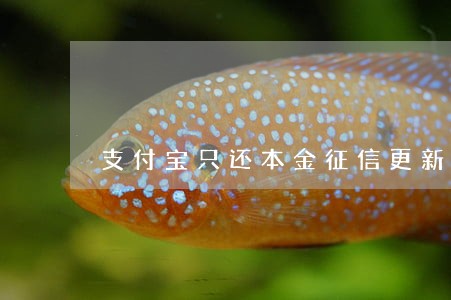 支付宝只还本金征信更新吗 支付宝只还本金征信更新吗