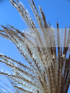 支付宝号花呗逾期会提醒子号吗 支付宝号花呗逾期会提醒子号吗