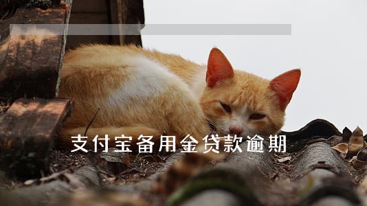 支付宝备用金贷款逾期 支付宝备用金贷款逾期