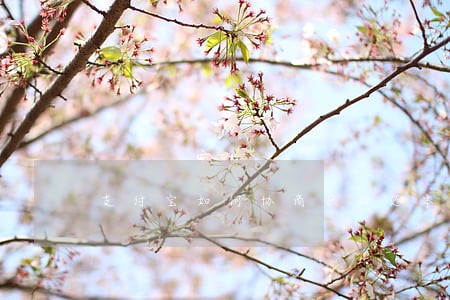 支付宝如何协商只归还本金 支付宝如何协商只归还本金
