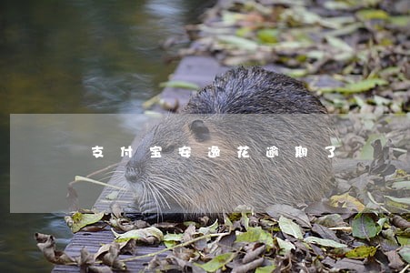 支付宝安逸花逾期了 支付宝安逸花逾期了