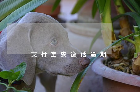 支付宝安逸话逾期 支付宝安逸话逾期