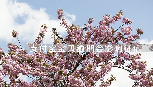 支付宝宝贝逾期会影响征信 支付宝宝贝逾期会影响征信