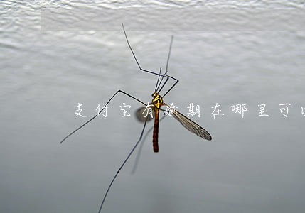 支付宝有逾期在哪里可以贷款 支付宝有逾期在哪里可以贷款