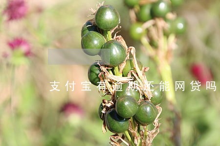 支付宝有逾期还能网贷吗 支付宝有逾期还能网贷吗