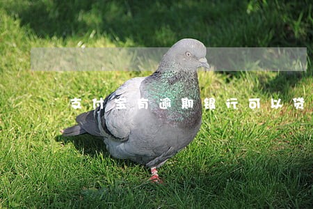 支付宝有逾期银行可以贷款吗