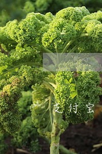 支付宝法律咨询提交不了 支付宝法律咨询提交不了