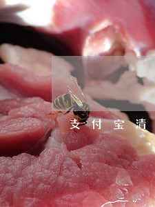 支付宝清除逾期记录 支付宝清除逾期记录