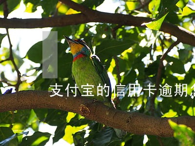 支付宝的信用卡逾期怎么处理