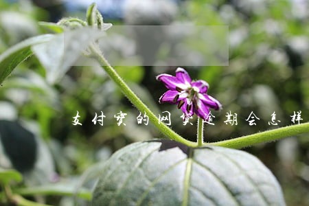 支付宝的网贷逾期会怎样 支付宝的网贷逾期会怎样