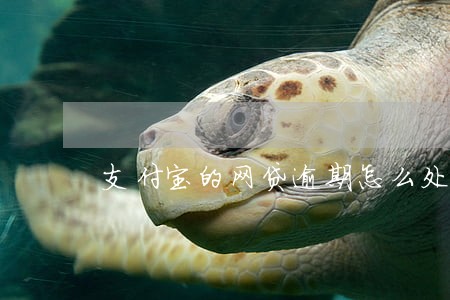 支付宝的网贷逾期怎么处理