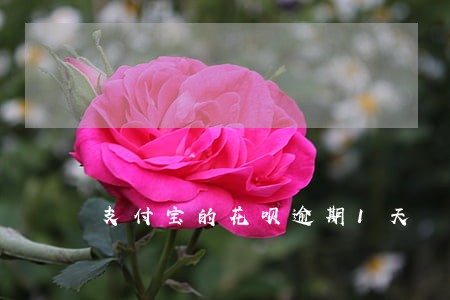 支付宝的花呗逾期1天