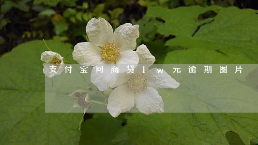 支付宝网商贷1w元逾期图片 支付宝网商贷1w元逾期图片