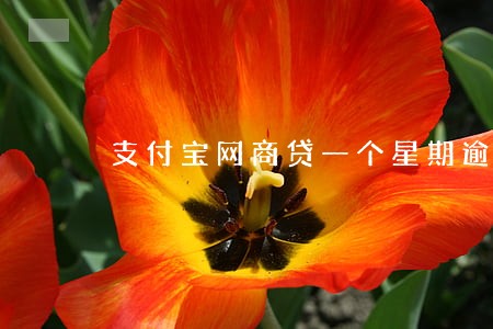 支付宝网商贷一个星期逾期严重吗 支付宝网商贷一个星期逾期严重吗
