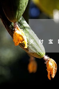 支付宝网商贷迟几天还款算逾期 支付宝网商贷迟几天还款算逾期