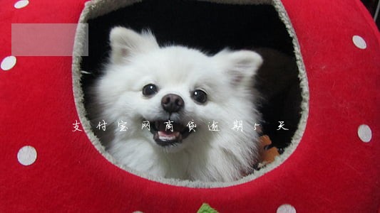 支付宝网商贷逾期5天 支付宝网商贷逾期5天
