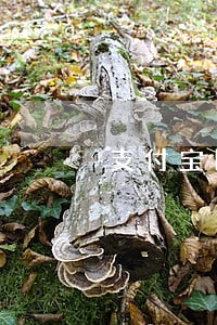 支付宝网商贷逾期三万