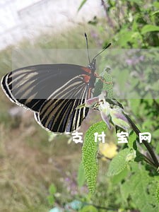 支付宝网商贷逾期三天打电话 支付宝网商贷逾期三天打电话