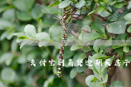 支付宝网商贷逾期买房子 支付宝网商贷逾期买房子