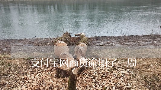 支付宝网商贷逾期了一周 支付宝网商贷逾期了一周