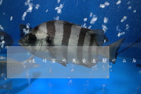 支付宝网商贷逾期什么后果 支付宝网商贷逾期什么后果