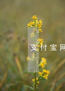 支付宝网商贷逾期会如何 支付宝网商贷逾期会如何