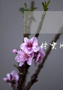 支付宝网商贷逾期几年 支付宝网商贷逾期几年
