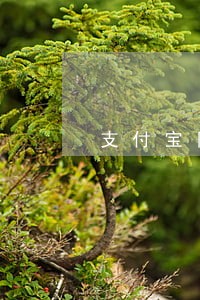 支付宝网商贷逾期多久不算逾期