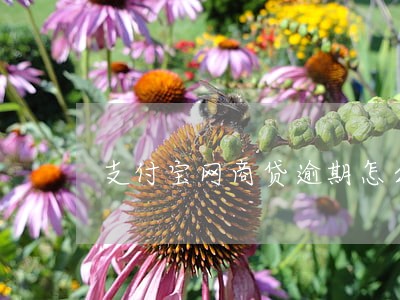 支付宝网商贷逾期怎么减免 支付宝网商贷逾期怎么减免