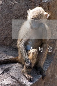 支付宝网商贷逾期怎么算 支付宝网商贷逾期怎么算